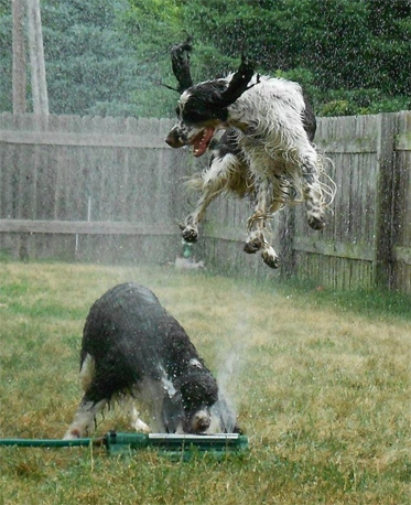 Flying Spaniels